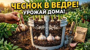 Забудьте про грядки Как вырастить 32 головки чеснока в одном ведре дома