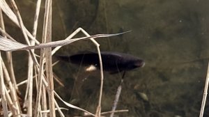 КРУПНЫЙ КАРАСЬ ОНЛАЙН