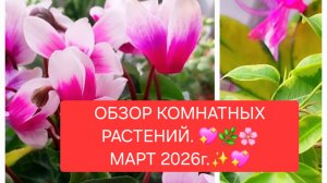 ОБЗОР КОМНАТНЫХ РАСТЕНИЙ. 💖🌸Март 2026г.💖🌸