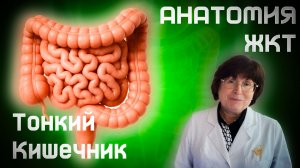 Тонкий Кишечник. Анатомия Органов ЖКТ. Анатомия и Физиология для всех