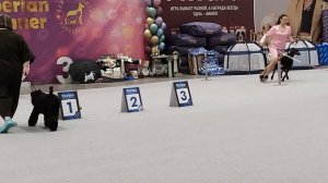 Ринг КЕРРИ-БЛЮ-ТЕРЬЕРОВ на выставке 29 марта 2026 года. Новосибирск