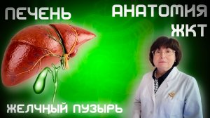Печень. Желчный Пузырь. Анатомия и Физиология Органов ЖКТ Анатомия. Лекция