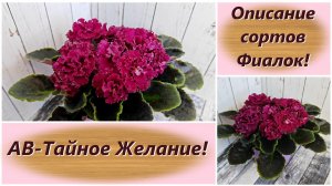 Описание сортов Фиалок! АВ-Тайное Желание!
