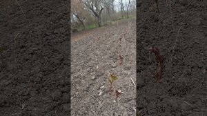 Что нужно обязательно сделать что бы пионы хорошо укоренились