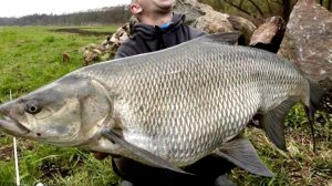 Жерех на 3.5 кг. под водой на кукане.