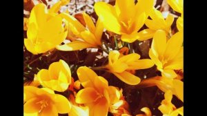 О, вещая душа моя ( 1855 год ) стихи Федор Тютчев мелодия исп Татьяна Талызина