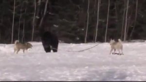 Тренировка лаек Охота на медведя