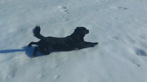 Барбосик чистит шубу-2! Пёсик радуется последнему снегу)