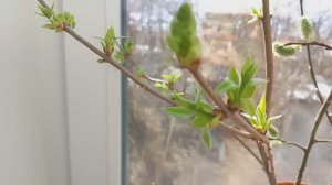 ПОЧКИ РАСПУСТИЛИСЬ