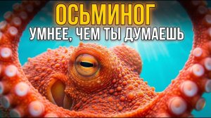 ОСЬМИНОГ: 9 мозгов, 3 сердца и запрограммированная смерть