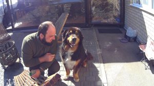 наш ТИБЕТСКИЙ МАСТИФ/САЖАЮ ТЮЛЬПАНЫ/УБИРАЕМ ДВОР НАВОДИМ ПОРЯДКИ ПОСЛЕ ЗИМЫ/ВЛОГ РОССИЯ