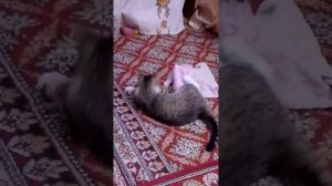 Тишка ловит мышку часть 2.5