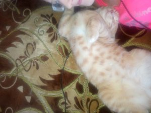 всем привет трансляция сегодня