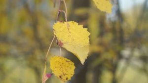 Один и тот же лист