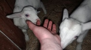 У нас пополнение в хозяйстве