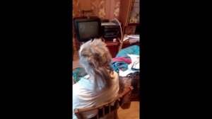 коропульки №11