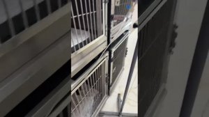 Состояние котика крайне тяжёлое