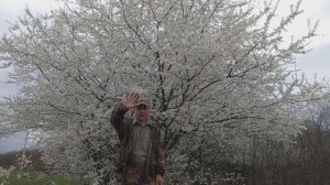 Пришла весна, пасека гудит.