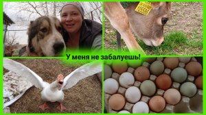 Нападение гуся 😱 Самая вкусная свинина - своя 🍖 Урожай яиц 🥚