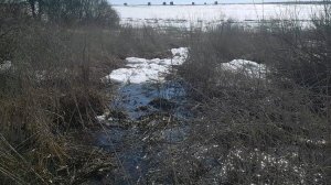 20260329 Закаливание приток реки Сухая Орлица ручей деревня Болотовские Дворы Орловский район г Орёл