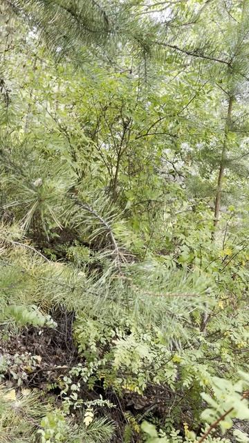 В ЛЕСУ УВИДЕЛИ БЕЛКУ.