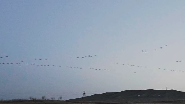 Белый лебедь.