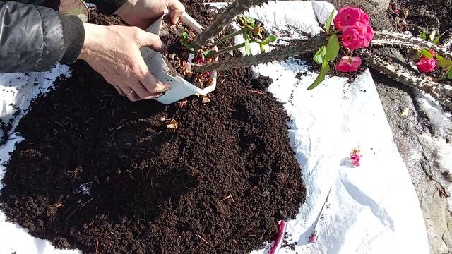 Молочай переросток, рассаживаю