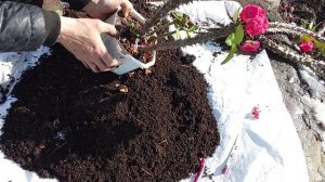 Молочай переросток, рассаживаю