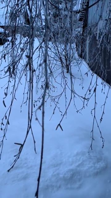 Синий иней на березе смотреть онлайн
