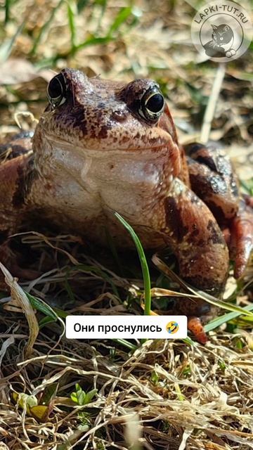 У нас изменение в формате прогулок 🤣

#лапкитут #весенниеперемены #питомцы #таксы #прогулкассобакой