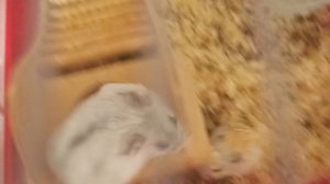 Шустрик и снежок