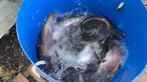 Привоз новой партии крупой форели