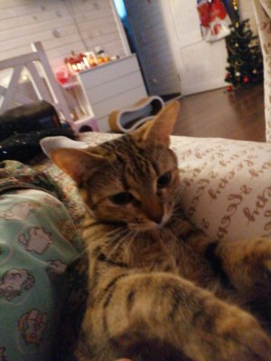 туторчик+радостная новость