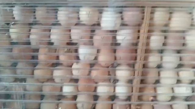 Инкубирование на 2 - й день. Что важно учесть. Влажность в инкубаторе!!!!!!!!!!