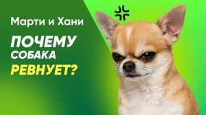 ПОЧЕМУ СОБАКА РЕВНУЕТ / НЕ УДЕЛЯЮ ВНИМАНИЯ / СЕКРЕТЫ ПОВЕДЕНИЯ, КОТОРЫЕ ВЫ НЕ ЗНАЛИ