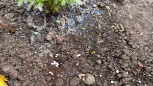 Борьба с улитками