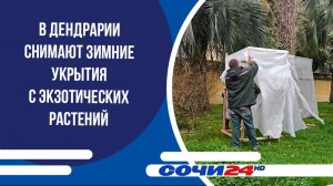 В Дендрарии снимают зимние укрытия с экзотических растений