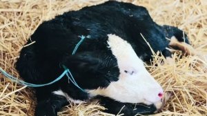 В Крыму открываются магазины с ПРАВИЛЬНЫМИ ПРОДУКТАМИ от Олега Зубкова!!!