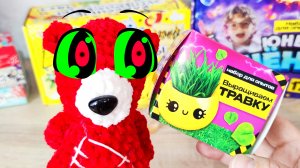 Выращиваем Травку Медведь Костя. Экспертиент