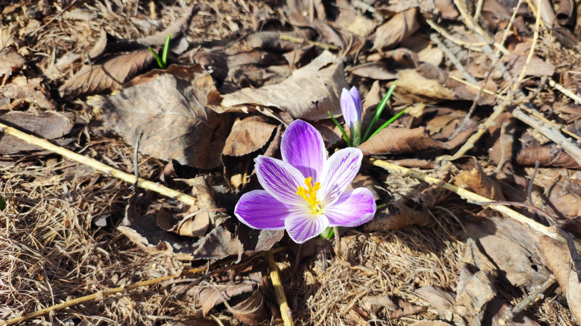 Наш сад 28.03. Обрезка взрослых кустов голубики и др.