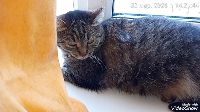 Мариуполь 🏙️ мои кошечки 🐈🐈🐈🐈💻☕