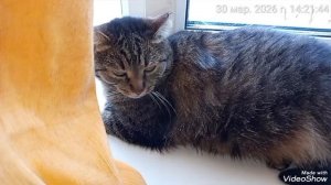 Мариуполь 🏙️ мои кошечки 🐈🐈🐈🐈💻☕