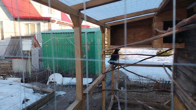 Ворон Гриша 30 марта, с праздником