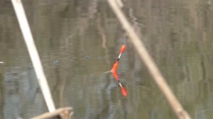 В ДЕБРЯХ КАМЫША САЗАН ОДИН ЗА ОДНИМ НА ПОПЛАВОЧНУЮ УДОЧКУ рыбалка на удочку весной,сазан,карась!!