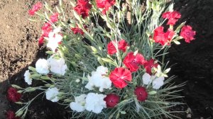 Рассаде гвоздики месяц