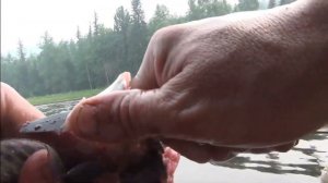 Живец - хариус. Таёжная Приманка на Секретную Рыбу. Рыбалка в Тайге 2026. Рыбалка Онлайн на RUTUBE