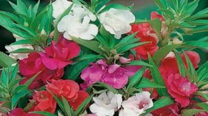 Посев семян Бальзамина садового на рассаду и быстрые его всходы.