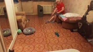 Мои котята ❤️