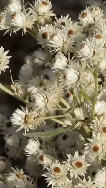 Растение-бессмертник 🌿 Анафалис удивляет!