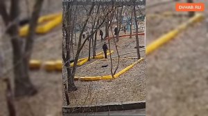 Огромные ризеншнауцеры набросились на ребенка